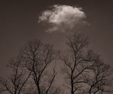 A warm-toned monochrome photograph of silhouetted trees reaching toward a single bright cloud.