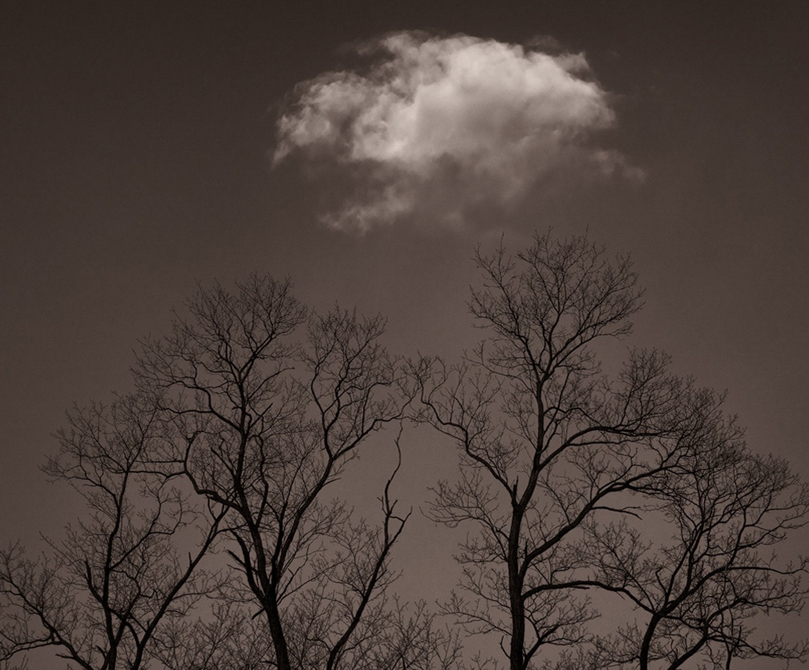 Dilmaghani Black and White Photograph, Trees Reaching for Clouds, NY