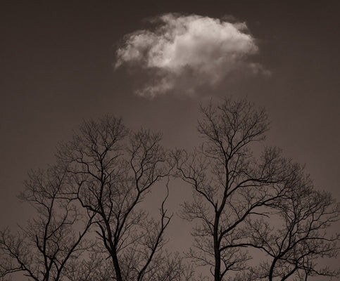 Dilmaghani Black and White Photograph, Trees Reaching for Clouds, NY