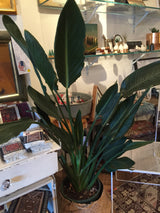 Birds of Paradise tropical plant with large green leaves in a natural woven basket.