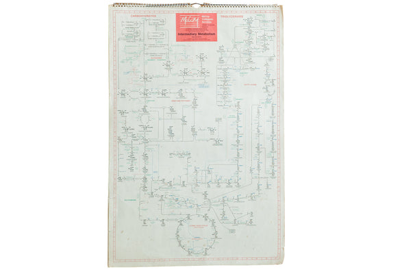 Vintage 1980s McCoy Science Charts Metabolism // ONH Item RH115