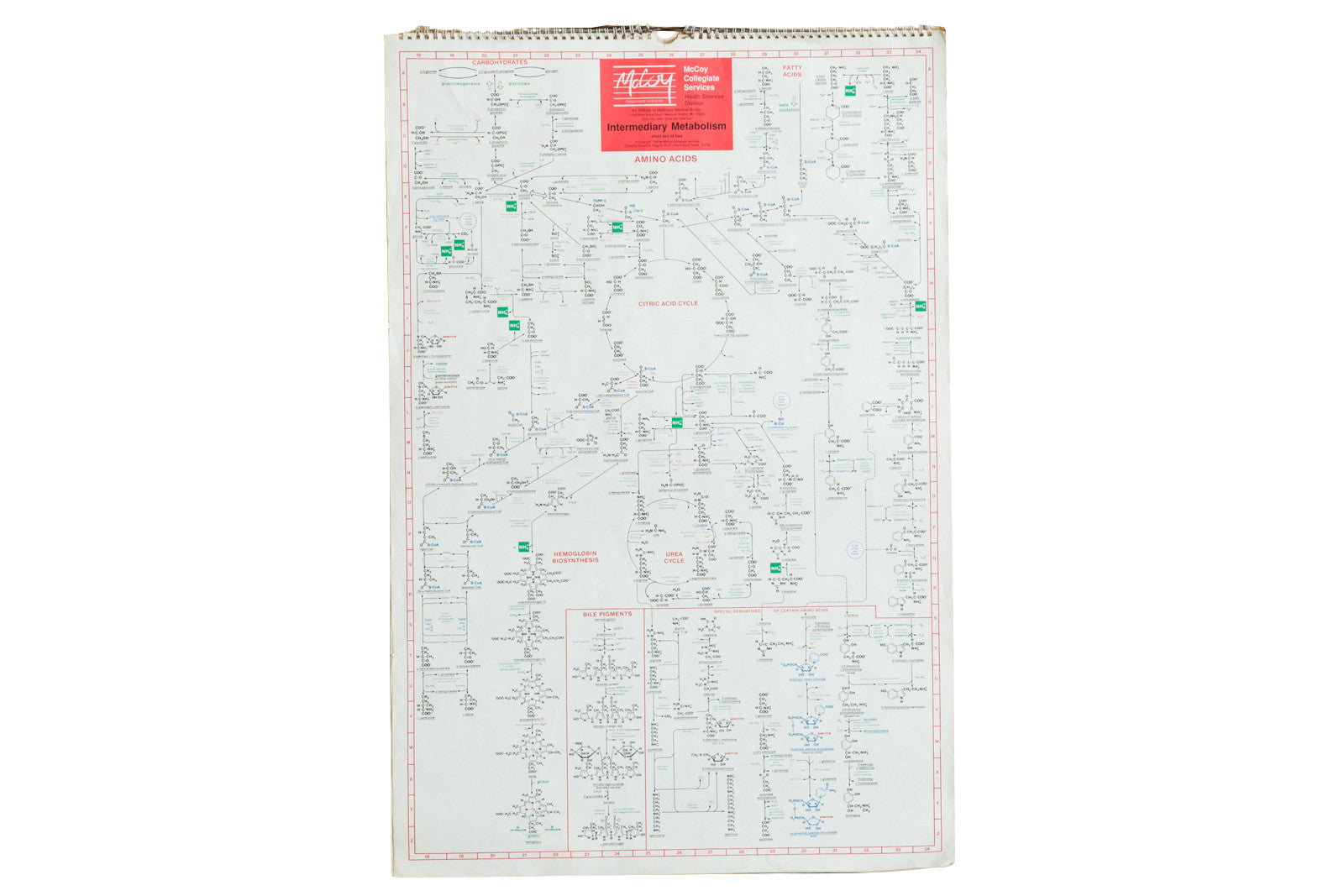 Vintage 1980s McCoy Science Charts Metabolism // ONH Item RH115 Image 1