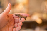 Vintage mini copper rhino resting on fingers to show its small, collectible size.
