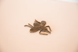 Textured vintage bronze insect, possibly an Ashanti gold weight mosquito casting.