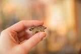 Vintage bronze turtle charm held between fingers to show its small size.