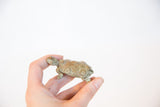 Small oxidized bronze turtle with patterned shell held in hand to demonstrate its size.