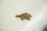 Textured bronze shell of vintage African turtle, featuring a spiral circle design.