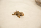 Side angle of a handmade African bronze frog highlighting its rustic, aged patina.