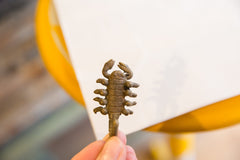 Vintage African Medium Dark Bronze Scorpion Pendant // ONH Item ab00648 Image 2
