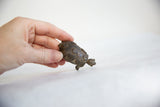 Vintage African dark bronze turtle held in hand to show its small, collectible scale.