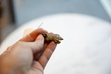The small, handmade African copper turtle pendant held between fingers.