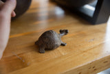 Textured shell of the vintage African bronze turtle, highlighting its aged patina.