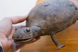 Detailed profile of the vintage African turtle showing its carved head and shell texture.