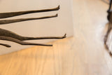 Detail of the vintage giraffe's horns, noting the dark, textured finish and a worn tip.