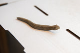Side perspective on the slithering form and rustic texture of a vintage snake figurine.