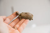 Textured head and front shell of the bronze African turtle figurine, spiral details visible.