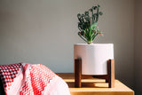 Modern white ceramic planter on a wooden stand, with a green curly plant.
