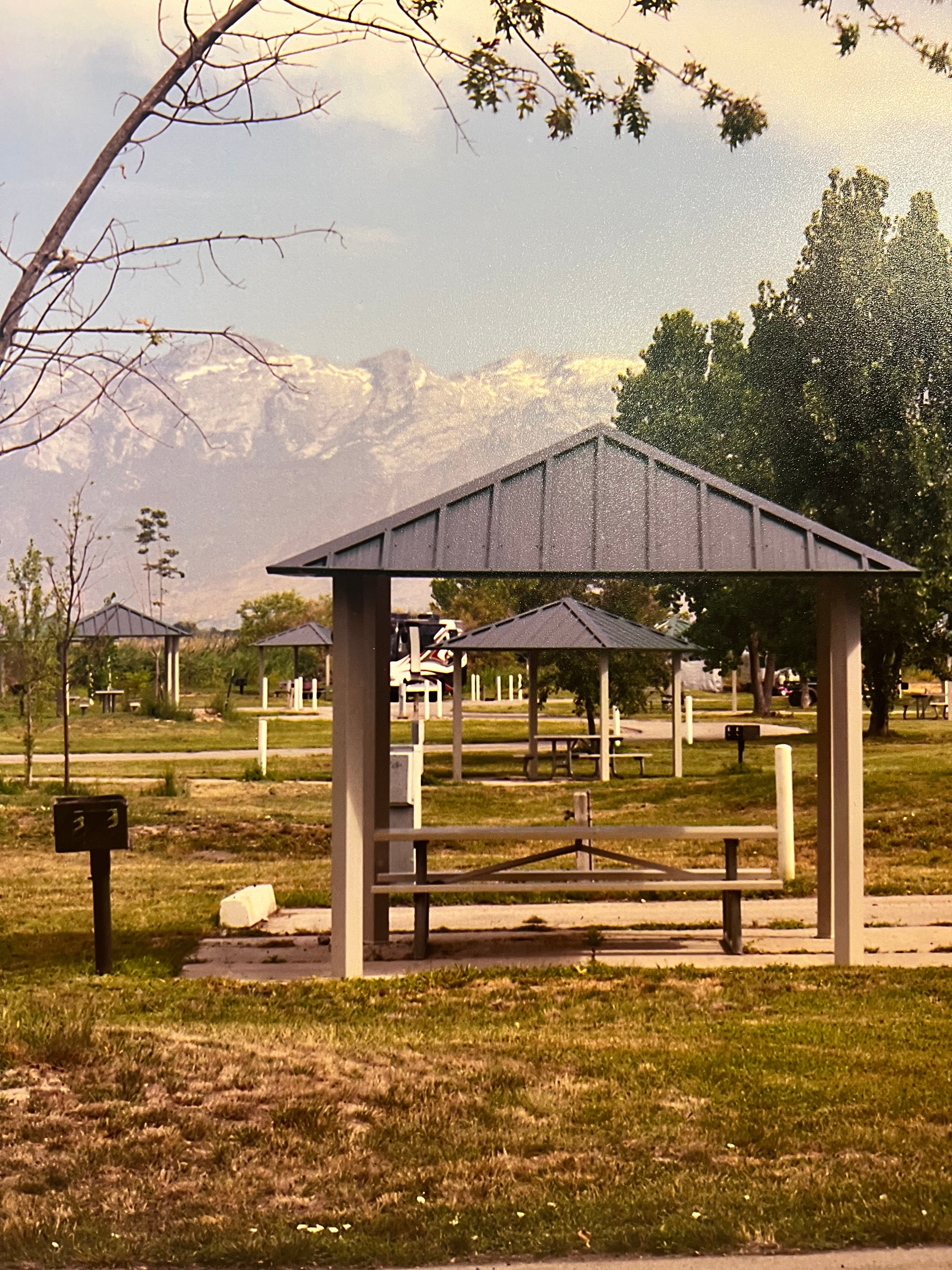 Bending Tree Joe Farrell Color Photograph // ONH Item ct001382 Image 1