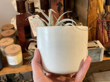 Concrete planter held in hand, showing its textured off-white surface and air plant.