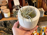 A round, white concrete planter vessel with a smooth matte texture, holding an air plant.