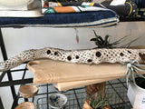 Large Cholla cactus skeleton with intricate porous holes and natural texture.