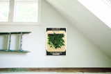 Vintage celery seed packet wall art with green illustration on natural birchwood grain, 12x17.