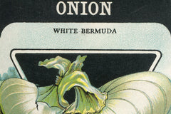 Vintage White Onion Seed Packet Birchwood Wall Art // ONH Item nh00200-A Image 1