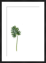 Elephant Ear Original Photograph, vibrant green leaf on white, within black 30
