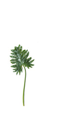 Isolated dark green elephant ear philodendron leaf with stem on white.