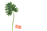 The Lab Sample artwork featuring a deeply lobed green leaf and red 'LAB. SAMPLE' tag.