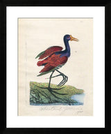 Black framed Giclee print of vibrant Chestnut Jacona bird, 18th century engraving. 26x31 inches.