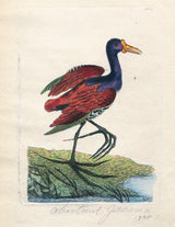 Hand-colored revival print of a Chestnut Jacona bird with indigo head and chestnut wings.