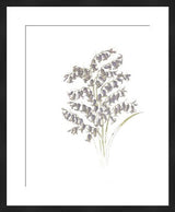 Black framed botanical art print with purple bellflowers, late 19th century style.