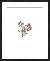 Framed late 19th-century botanical art print with red berries and green leaves.