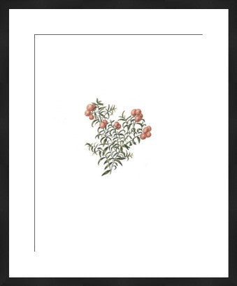 Botanical Art of Red Berries Revival // ONH Item nh00282