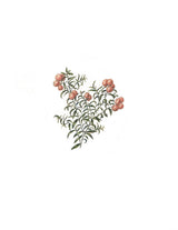 Late 19th century style botanical watercolor of red berries and green leaves.