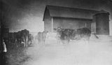 Grainy black and white photograph of cows, barn, and silo.