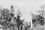 Experimental black and white photo print of a woman and horse in foliage, circa 1910s.