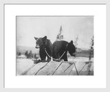 Framed circa 1912 experimental black and white photograph of two chained baby bears, 40x30 inches.