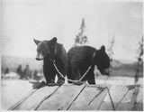 Chained baby bears' lower bodies and paws on weathered wooden planks in black and white.