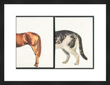 Vintage Visuals framed art print showing horse and cat vintage teaching card slices.