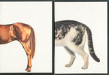 Vintage teaching cards art print showing brown horse and tabby cat rears.