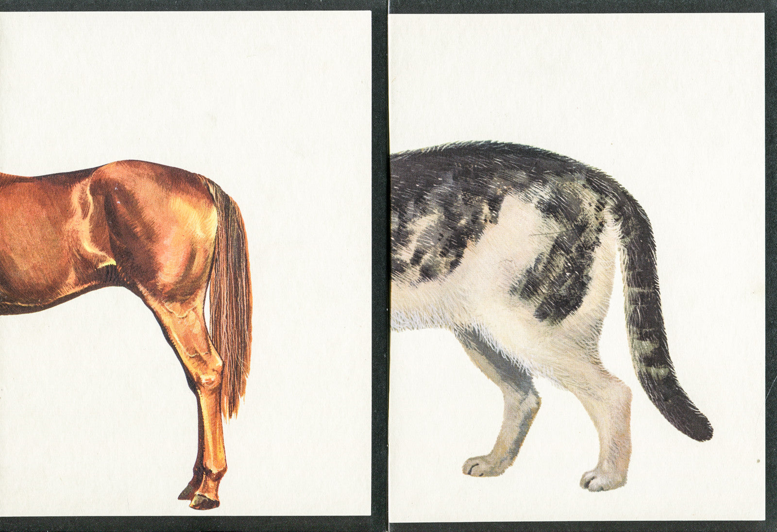 Vintage Visuals Original Photograph, Butts // ONH Item nh00315 Image 1