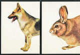 Original photograph of vintage teaching card illustrations: German Shepherd dog and rabbit.
