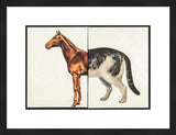 Vintage Visuals Horsecat photograph, brown horse front and black and white cat rear, framed.