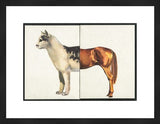Vintage Visuals Cathorse Giclee print, white spotted cat head and brown horse body.