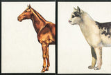 Original Cathorse photograph with vintage teaching cards of a brown horse and grey cat.