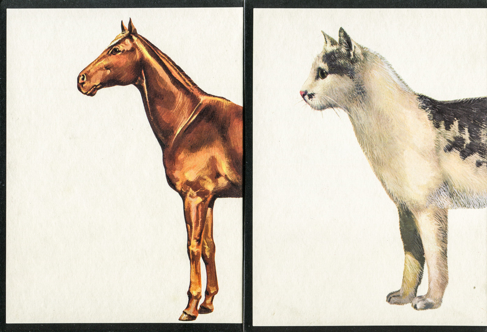 Vintage Visuals Original Photograph, Cathorse // ONH Item nh00321 Image 1